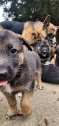 German shepherd puppies purebred