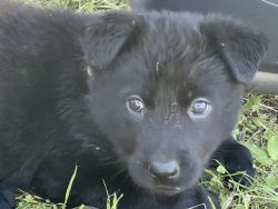 AKC Lovely, Black German Shepherd puppies