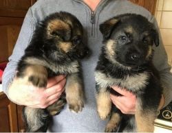 4 German shepherd puppies for sale