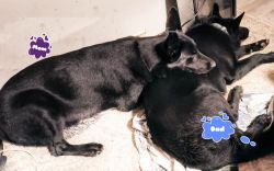 Solid Black German Shepherd pups 2 girls