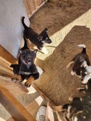 Puppies for adoption