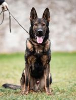 Exceptional Personal Protection K9 (M) German Shepherd (IPO 3A