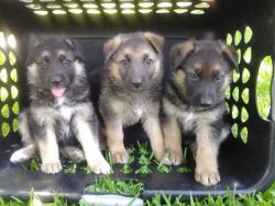home bred German Shepherd puppies