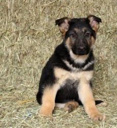 Gorgeous German Shepherd puppies for sale