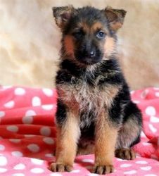German shepherd puppy's