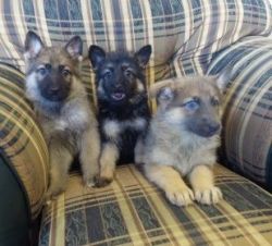 Beautiful chunky german shepherd puppies