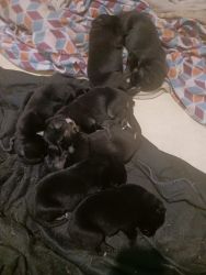 Akc registered GSD German Shepard Puppies for sale