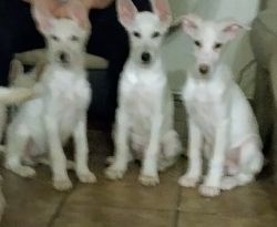 White German shepherd puppies for sale