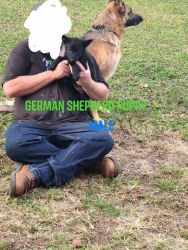 Solid black 11 week old German shepherd puppy