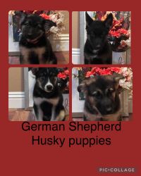 beautiful shepherd husky pups