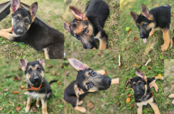 AKC GSD Ready for homes