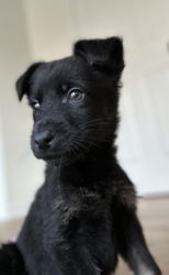 German Shepard Puppies for sale