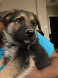 Male German Shepard Puppies Need Forever Home