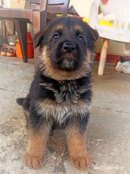 GSD puppies available for sale