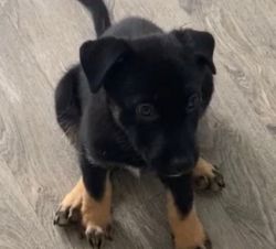 Puppies looking for furrever homes