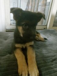 German Shepherd puppies AKC Registered