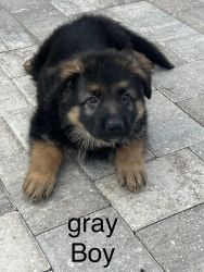 Gray fluffy boy