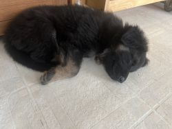 Registered German Shepherd puppies ready for their new home