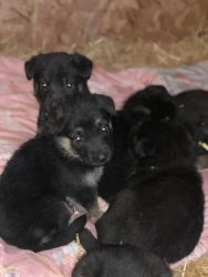 Black German shepherd pups!