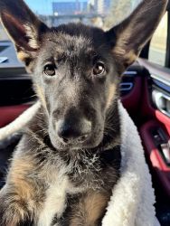 11 week old German Shepard puppy for sale