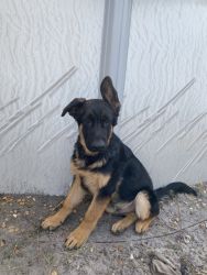 AKC-GSD German Shepherd Beautiful and Lovely Puppies