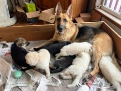 6 German Shepherd puppies available
