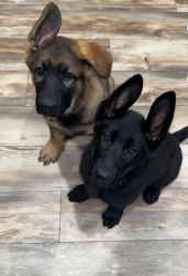 12 week old puppies