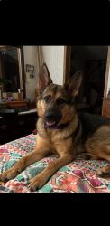 1 year old German shepherd for sale needs home asap
