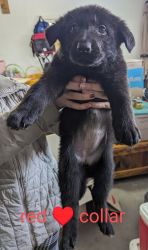 German Shepherd Puppies $500 Anamosa, IA