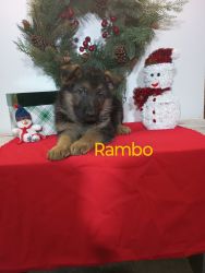 Rambo is AKC registered