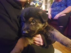 German Sheppard Puppies for sale