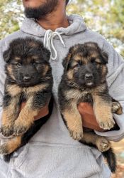 German Shepherd puppies available cal me xxxxxxxxxx