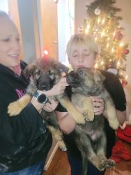 German Shepherd puppies looking for a forever home
