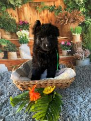 Black German Shepherd Puppies Available!