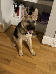 Selling a6 month old puppy