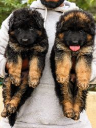 German Shepherd puppies available call me xxxxxxxxxx