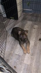 10 weeks puppy