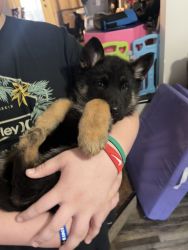 Registered German Shepherd puppies
