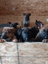 Shepherd puppies ready for homes