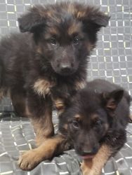 CKC registered German shepherd puppies