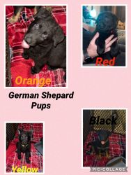 German Shepard pups