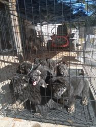 AKC Registered German Shepherds Puppies for sale six weeks old vet che