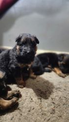 Akc German Shepherd puppies