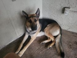 German shepherd dog $100 to good home with cage