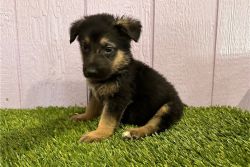 Health Tested German Shepherd puppies for sale