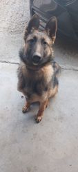 9 month old German Shepherd looking for a new home