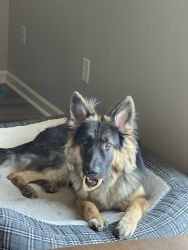 11 month old pure bred long haired Shepherd