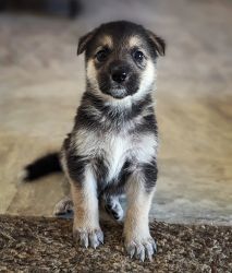 Shepherd/Husky puppies