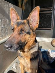 2 months old puppies German shepherd full blood for rehoming