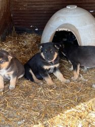 German Shepherd / Blue heeler farm mix puppies